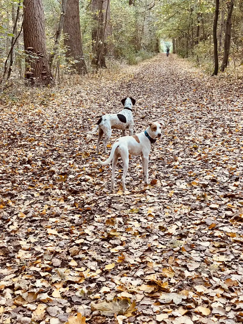 Die beiden Hunde von Ulrike von den Driesch auf einem Waldweg im Herbst