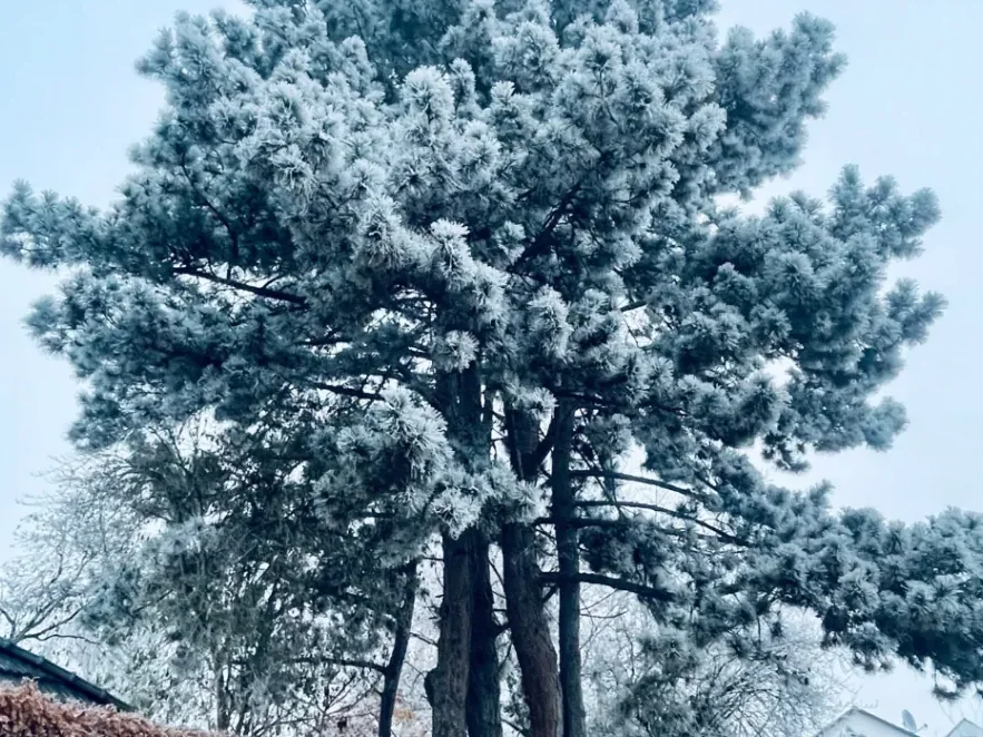 Winterbaum als Sinnbild für Resilienz